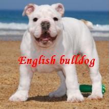 english bulldog puppies